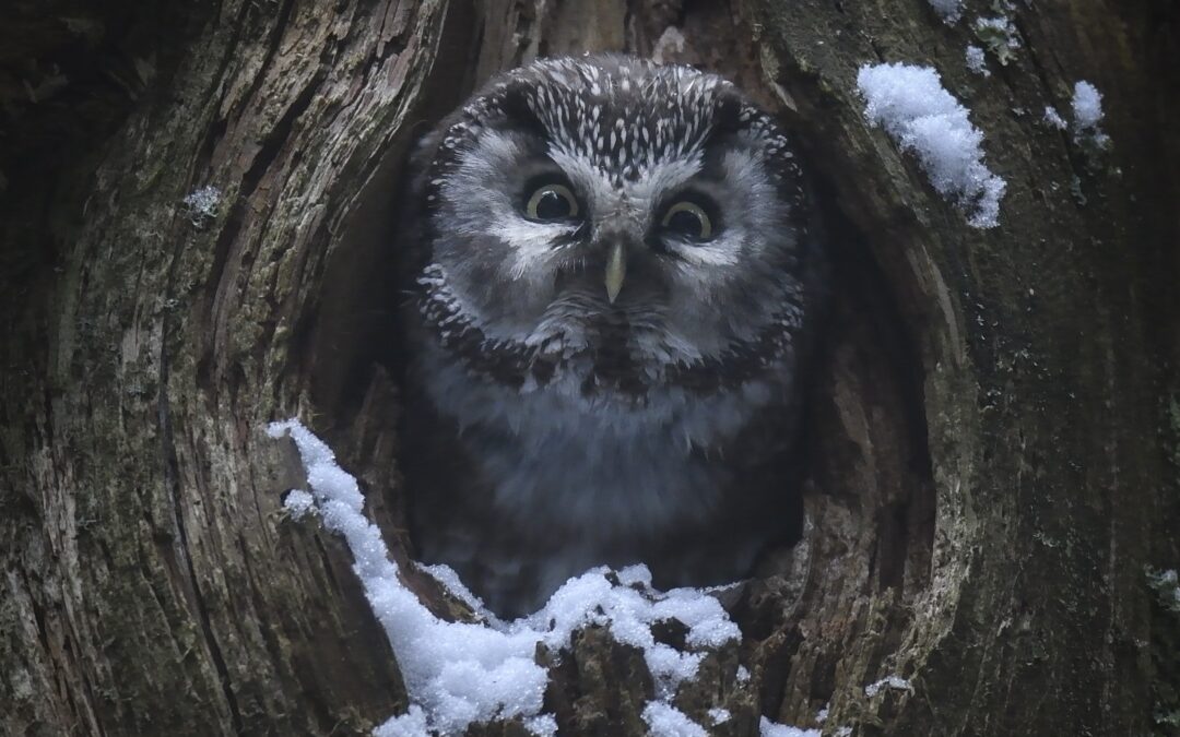 Le Chant des forêts. Une incursion en nature.
